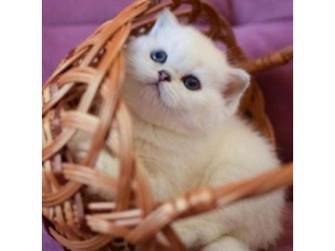 British shorthair erkek kedimiz