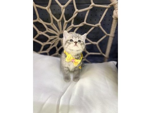 Güzel british shorthair bebekler