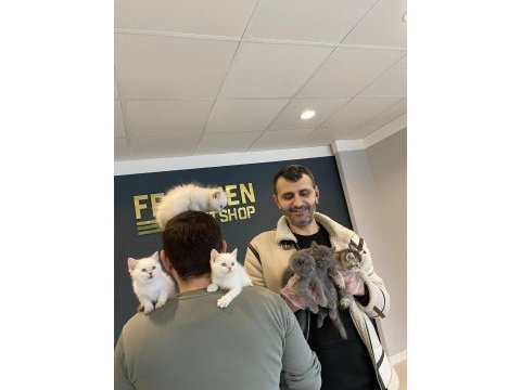 Kediciden mükemmel ırk yavru kedilerimiz ankara