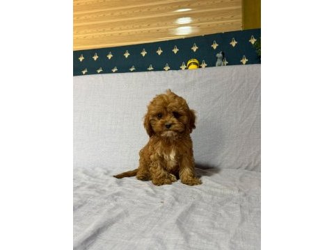 Cavapoo köpekler