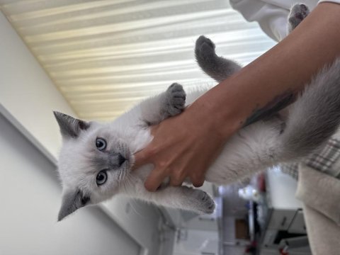British shorthair 60 günlük