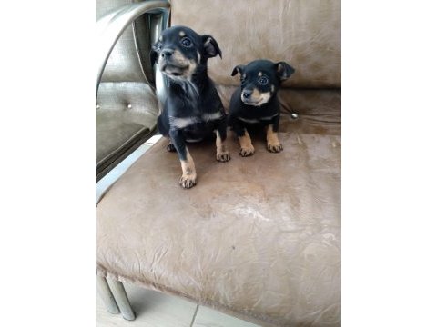 Safkan minyatür pinscher yavruları