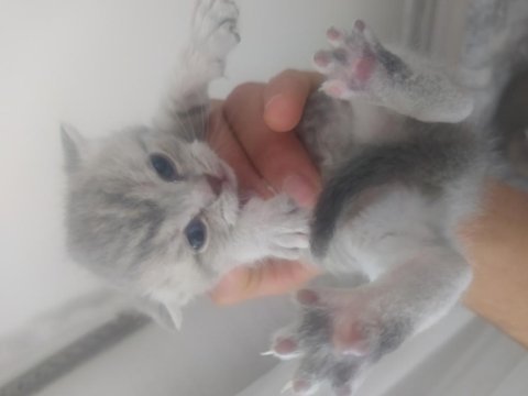 4 adet yavrumuz scottish fold uyguna verilecektir