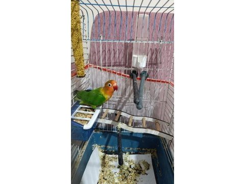 Yeni yeme düşmüş cennet papağanı ele kola gelir