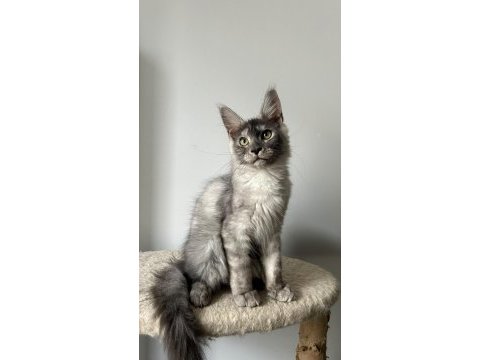 Black silver güzeli ıce maine coon
