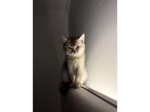 3 aylık british shorthair