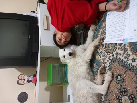 Ücretsiz sahiplendirme köpeğimiz