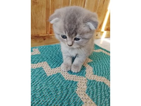Scottish fold 40 günlük