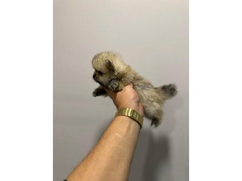 Ankara ici pomeranian boo yuvaları sizleri bekliyor