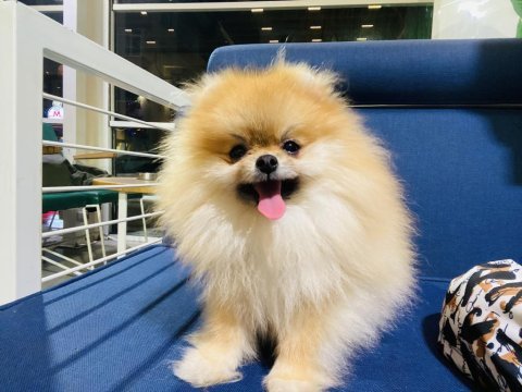 Eşleşme ilanıdır köpeğimize dişi arıyoruz