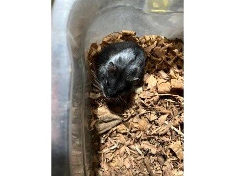 Nadir siyah gonzales hamster