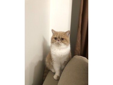 13 aylık exotic shorthair fındık