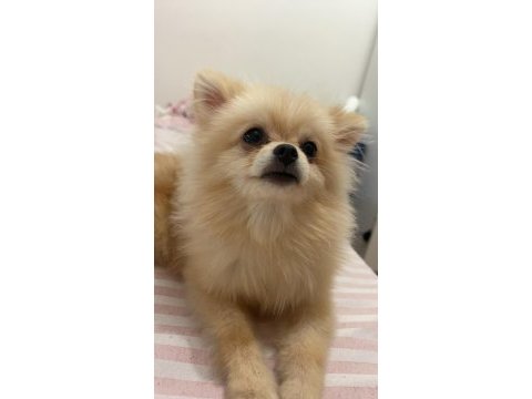 10 aylık dişi pomeranian