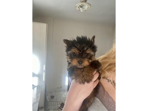 2,5 aylık dişi anne baba teacup yorki