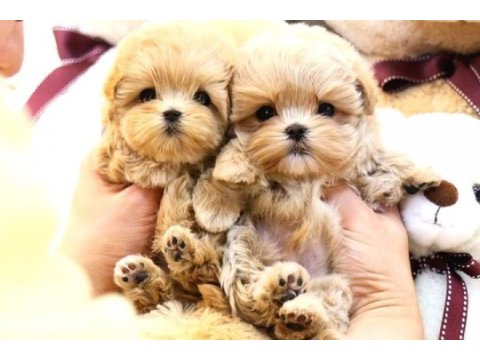A kalite maltipoo yavrular kore