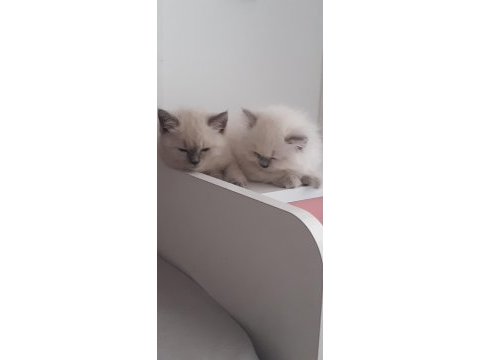 2 aylık dişi oyuncu yavru kedimiz