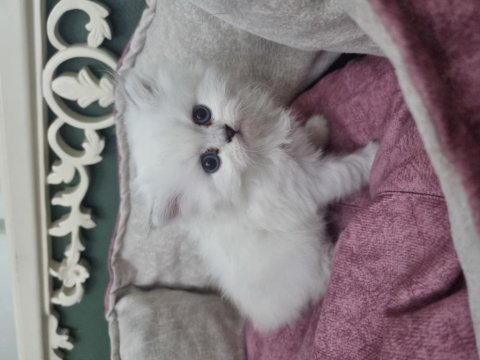 British longhair blue point silver