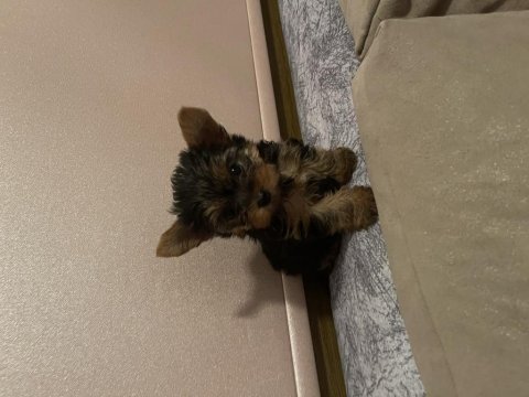 Safkan minik yorkshire terrier