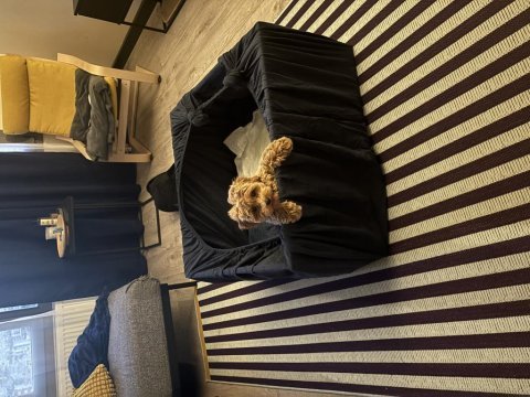 4.5 aylık dişi maltipoo yuva aranıyor
