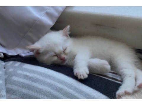 Mavi gözlü british shorthair dişi yavru yuva arıyor