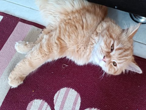 British longhair golden cinsi yavru kedimiz