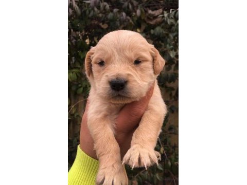 Çiftlikten golden retreiwer