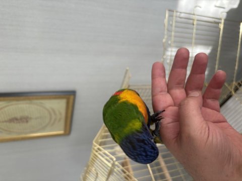 Lori yavru el besleme