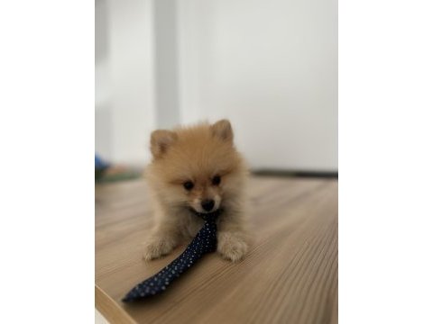 Sevimli ırk pomeranian boo