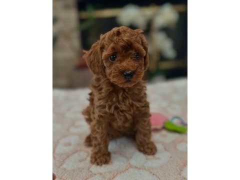 Anne altından kore boy amerikan poodle bebekler