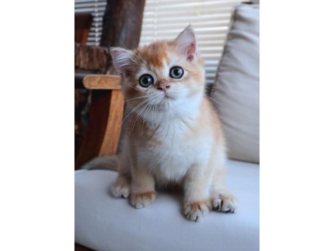 British shorthair dişi ny12 golden yavru ful secereli
