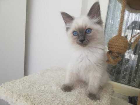Safkan full şecereli anne babadan ragdoll erkek yavrumuz