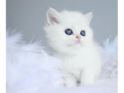 Kartopu ns1133 british shorthair