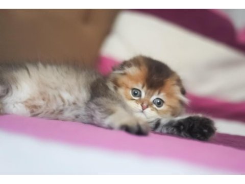 Scottish fold erkek ny25