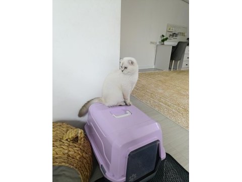 Mükemmel güzellikte scottish fold