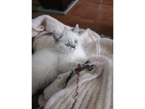 British shorthair blue point british shorthair white