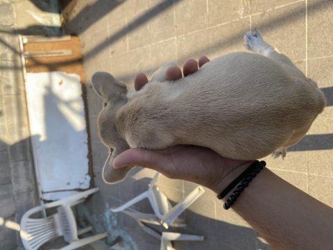 French bulldog