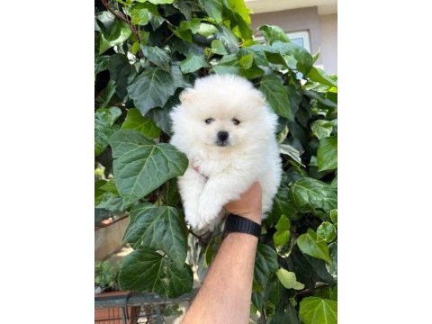 A kalite 1. sınıf pomeranian boo teddy bear
