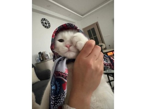 Erkek kedimiz sahiplendirilecektir
