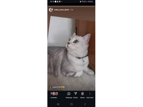 Ücretsiz sahiplendirme kedimiz