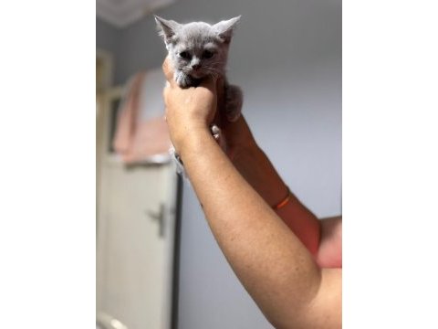 Minik pati kediler yeni ailesine hazır