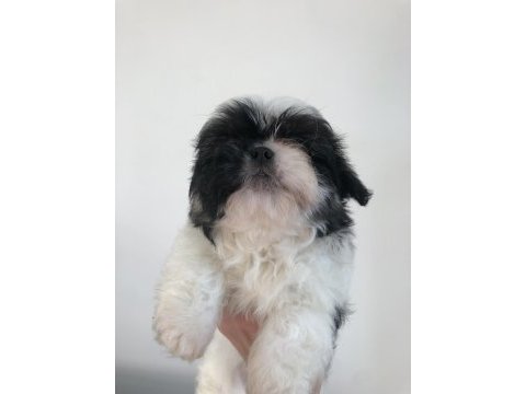 Shih tzu yavrularım yeni ailesini bekliyor