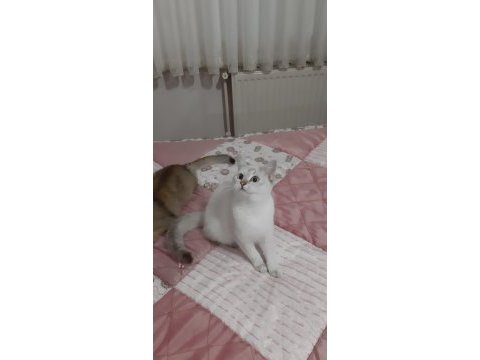 Lynx point british shorthair prenses