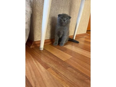 Scottish fold yavrular