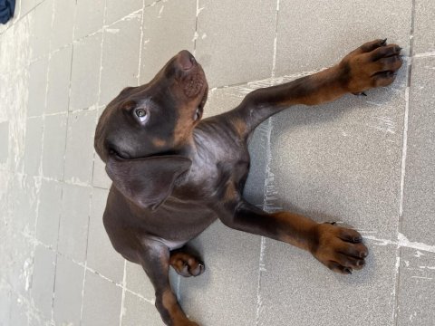 Kızıl yavru doberman