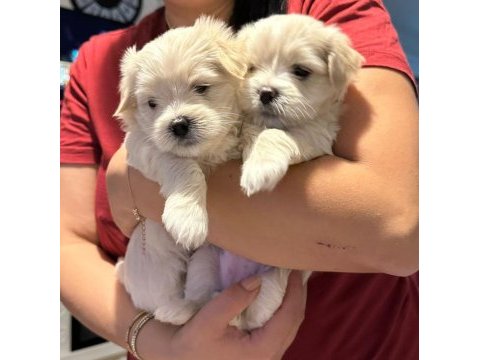 Orjinal maltese terrier bebekleri