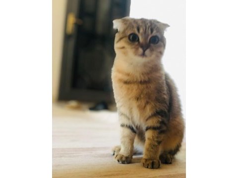 Scottish fold 5.5 aylık dişi inanılmaz insan canlısıdır