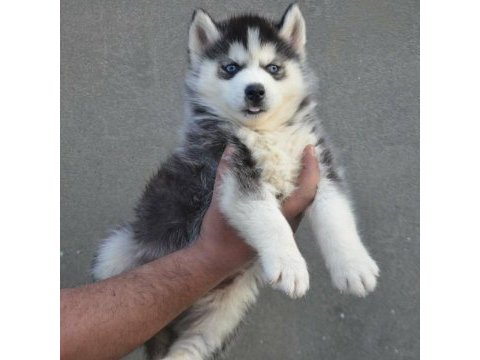 Husky sibirya yavruları