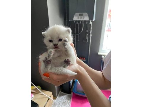 Minik british shorthair bebeklerim için yuva arıyorum
