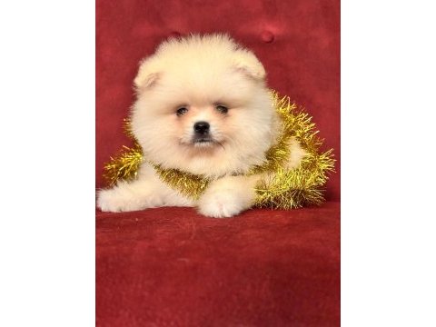 Pomeranian boo ayı surat yavrularımız