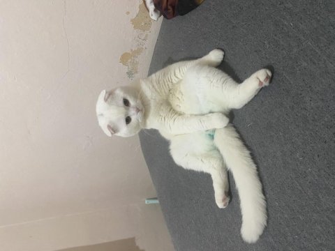 Kedi prens bal scottish fold